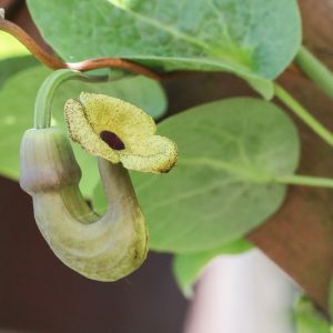 Aristolochia macrophylla, Pipevine, Dutchman's Pipe, Aristolochia durior, Isotrema macrophyllum, Perennial Vines