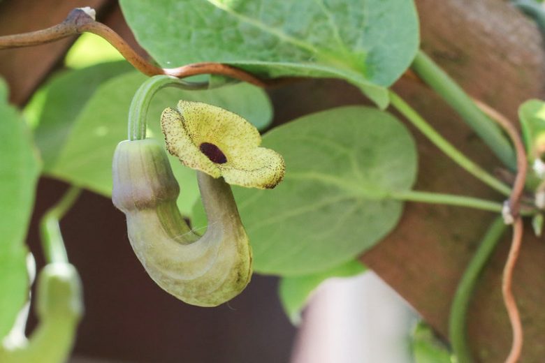 Aristolochia macrophylla, Pipevine, Dutchman's Pipe, Aristolochia durior, Isotrema macrophyllum, Perennial Vines
