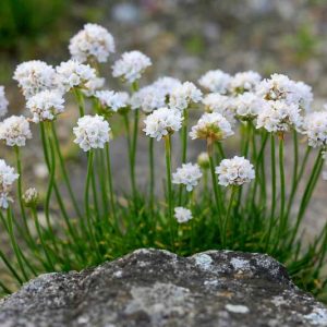 Armeria Maritima 'Alba', Sea Thrift 'Alba', Thrift 'Alba', Sea Pink 'Alba', Cliff Rose 'Alba', Cushion Pink 'Alba', White Flowers