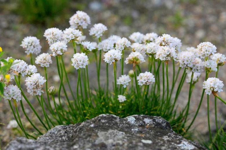 Armeria Maritima 'Alba', Sea Thrift 'Alba', Thrift 'Alba', Sea Pink 'Alba', Cliff Rose 'Alba', Cushion Pink 'Alba', White Flowers