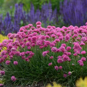 Armeria Maritima 'Bloodstone', Sea Thrift 'Bloodstone', Thrift 'Bloodstone', Sea Pink 'Bloodstone', Cliff Rose 'Bloodstone', Cushion Pink 'Bloodstone', Pink Flowers