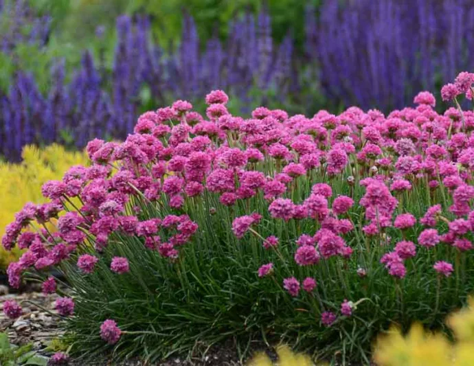 Armeria Maritima 'Bloodstone', Sea Thrift 'Bloodstone', Thrift 'Bloodstone', Sea Pink 'Bloodstone', Cliff Rose 'Bloodstone', Cushion Pink 'Bloodstone', Pink Flowers