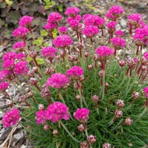 Armeria Maritima 'Splendens', Sea Thrift 'Splendens', Thrift 'Splendens', Sea Pink 'Splendens', Cliff Rose 'Splendens', Cushion Pink 'Splendens', Pink Flowers