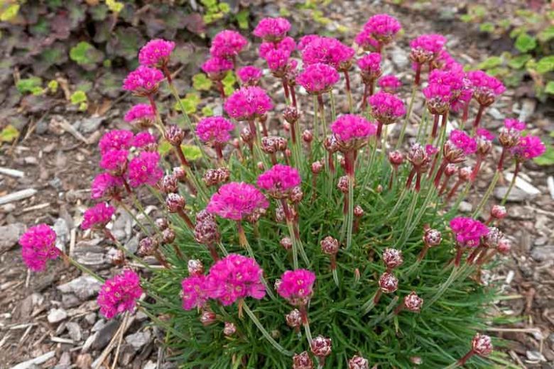 Armeria Maritima 'Splendens', Sea Thrift 'Splendens', Thrift 'Splendens', Sea Pink 'Splendens', Cliff Rose 'Splendens', Cushion Pink 'Splendens', Pink Flowers