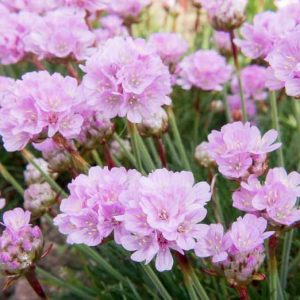 Armeria Maritima 'Victor Reiter', Sea Thrift 'Victor Reiter', Thrift 'Victor Reiter', Sea Pink 'Victor Reiter', Cliff Rose 'Victor Reiter', Cushion Pink 'Victor Reiter', Pink Flowers