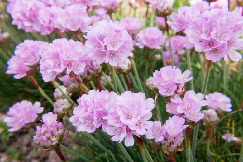Armeria Maritima 'Victor Reiter', Sea Thrift 'Victor Reiter', Thrift 'Victor Reiter', Sea Pink 'Victor Reiter', Cliff Rose 'Victor Reiter', Cushion Pink 'Victor Reiter', Pink Flowers