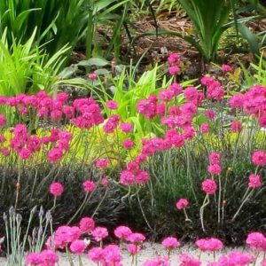 Armeria Maritima 'Rubrifolia', Sea Thrift 'Rubrifolia', Thrift 'Rubrifolia', Sea Pink 'Rubrifolia', Cliff Rose 'Rubrifolia', Cushion Pink 'Rubrifolia', Lady's Cushion 'Rubrifolia', Lady's Pincushion 'Rubrifolia', Marsh Daisy 'Rubrifolia', Sea Gilliflower 'Rubrifolia', Sea Grass 'Rubrifolia',Pink Flowers