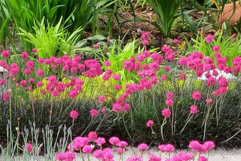 Armeria Maritima 'Rubrifolia', Sea Thrift 'Rubrifolia', Thrift 'Rubrifolia', Sea Pink 'Rubrifolia', Cliff Rose 'Rubrifolia', Cushion Pink 'Rubrifolia', Lady's Cushion 'Rubrifolia', Lady's Pincushion 'Rubrifolia', Marsh Daisy 'Rubrifolia', Sea Gilliflower 'Rubrifolia', Sea Grass 'Rubrifolia',Pink Flowers