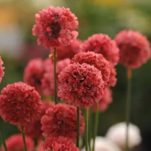 Armeria pseudarmeria 'Ballerina Red',  Great Thrift 'Ballerina Red', False Sea Thrift 'Ballerina Red', Ballerina Series, Red Flowers, Red Armeria
