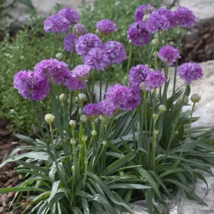 Armeria pseudarmeria 'Ballerina Lilac',  Great Thrift 'Ballerina Lilac', False Sea Thrift 'Ballerina Lilac', Ballerina Series, Lilac Flowers, Lilac Armeria