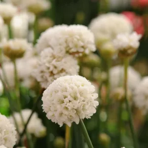 Armeria pseudarmeria 'Ballerina White',  Great Thrift 'Ballerina White', False Sea Thrift 'Ballerina White', Ballerina Series, White Flowers, White Armeria