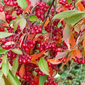 Aronia Arbutifolia, Red Chokeberry, Red Chokecherry, Aronia arbutifolia var. brilliantissima, Photinia pyrifolia, Pyrus arbutifolia, Sorbus arbutifolia