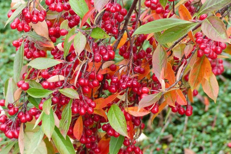 Aronia Arbutifolia, Red Chokeberry, Red Chokecherry, Aronia arbutifolia var. brilliantissima, Photinia pyrifolia, Pyrus arbutifolia, Sorbus arbutifolia