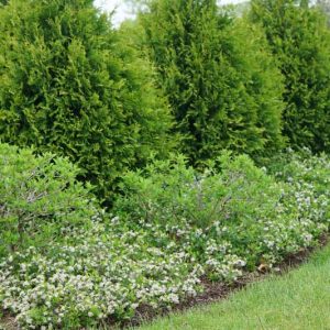 Ground Hug® Aronia Melanocarpa, Ground Hug® Black Chokeberry, shrubs, fall color, shrub with berries