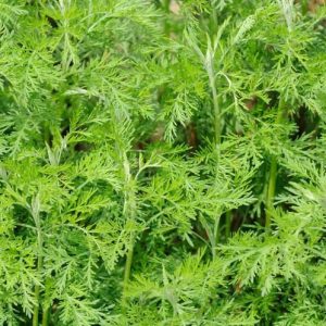 Artemisia Abrotanum, Southernwood, Boy's Love, Lad's Love, Old Man, Maiden's Ruin, Maid's Love, Maid's Passion, Medicinal Wormwood, Sabbath Day Posy, Slovenwood, Sweet Benjamin, Artemisia paniculata, Artemisia procera Willd, Silver foliage plant, aromatic foliage plant