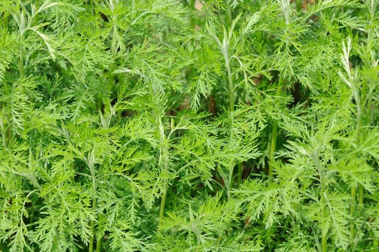 Artemisia Abrotanum, Southernwood, Boy's Love, Lad's Love, Old Man, Maiden's Ruin, Maid's Love, Maid's Passion, Medicinal Wormwood, Sabbath Day Posy, Slovenwood, Sweet Benjamin, Artemisia paniculata, Artemisia procera Willd, Silver foliage plant, aromatic foliage plant