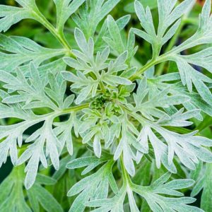 Artemisia absinthium, Wormwood, Absinth, Absinthe, Common Wormwood, Girdle of St John, Green Ginger, Holy Seed, Lad's Love, Mingwort, Old Man, Old Woman, St John's Girdle, Warmot