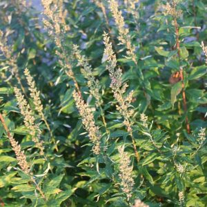 Artemisia douglasiana, Douglas Mugwort, Douglas' Sagewort, California Native Plants, California Native Perrenials