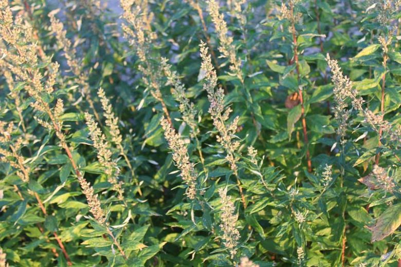 Artemisia douglasiana, Douglas Mugwort, Douglas' Sagewort, California Native Plants, California Native Perrenials