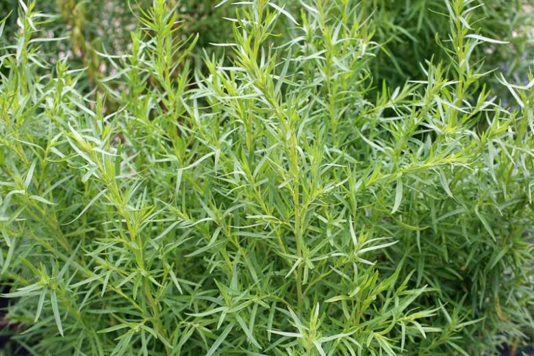 Artemisia dracunculus, Tarragon, Biting Dragon, Dragon Plant, Estragon