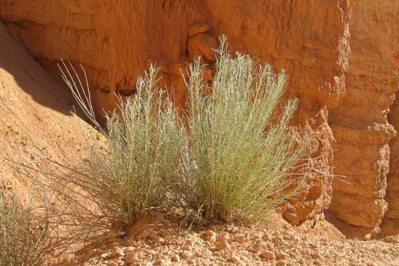 Artemisia filifolia, Sand Sagebrush, Silver Sagebrush, Silvery Wormwood, Sand Sage