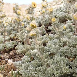 Artemisia frigida, Prairie Sagewort, Prairie Sagebrush, Fringed Sage, Pasture Sage, Silver foliage plant, aromatic foliage plant