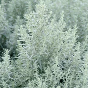 Artemisia Ludoviciana 'Silver Queen', Western Mugwort 'Silver Queen', White Sage 'Silver Queen', Silver Wormwood 'Silver Queen', Louisiana Sage 'Silver Queen', Prairie Sage 'Silver Queen',