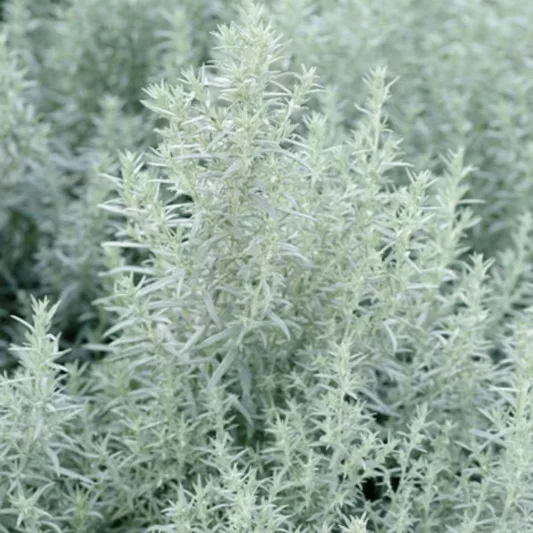 Artemisia Ludoviciana 'Silver Queen', Western Mugwort 'Silver Queen', White Sage 'Silver Queen', Silver Wormwood 'Silver Queen', Louisiana Sage 'Silver Queen', Prairie Sage 'Silver Queen',