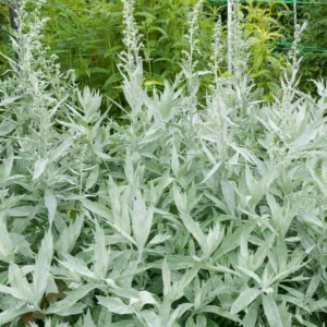 Artemisia Ludoviciana 'Valerie Finnis', Western Mugwort 'Valerie Finnis', White Sage 'Valerie Finnis', Silver Wormwood 'Valerie Finnis', Louisiana Sage 'Valerie Finnis', Prairie Sage 'Valerie Finnis',