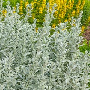 Artemisia Ludoviciana, Western Mugwort, White Sage, Silver Wormwood, Louisiana Sage, Prairie Sage, Silver Queen, Silver King, Silver Frost, Artemisia Valerie Finnis, Silver foliage plant, aromatic foliage plant