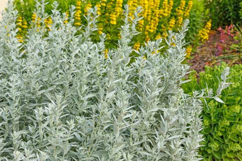 Artemisia Ludoviciana, Western Mugwort, White Sage, Silver Wormwood, Louisiana Sage, Prairie Sage, Silver Queen, Silver King, Silver Frost, Artemisia Valerie Finnis, Silver foliage plant, aromatic foliage plant