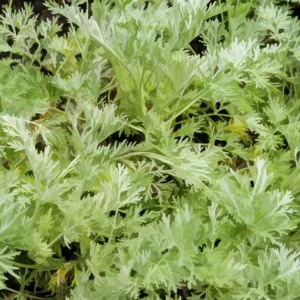 Artemisia Powis Castle, Wormwood 'Powis Castle', Artemisia Arborescens x Absinthium, Wormwood 'Powys Castle', Artemisia Arborescens 'Brass Band', Artemisia Arborescens 'Powis Castle', Silver foliage plant, aromatic foliage plant
