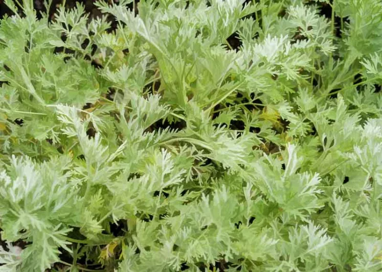 Artemisia Powis Castle, Wormwood 'Powis Castle', Artemisia Arborescens x Absinthium, Wormwood 'Powys Castle', Artemisia Arborescens 'Brass Band', Artemisia Arborescens 'Powis Castle', Silver foliage plant, aromatic foliage plant