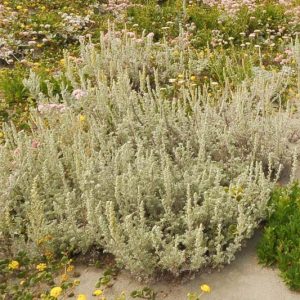 Artemisia pycnocephala, Beach Sagebrush, Beach Wormwood, Sand Hill Sage, Dune Sagewort, Coastal Strand Wormwood, Coastal Sagewort, California Native Plant