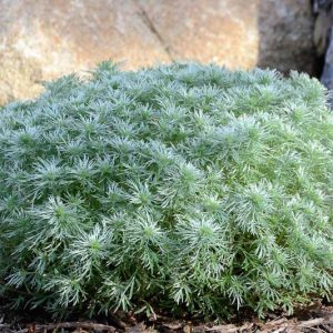 Artemisia Schmidtiana 'Silver Mound', Dwarf Schmidt Wormwood, Wormwood 'Silver Mound, Silver foliage plant, aromatic foliage plant, Silver Mound Artemisia