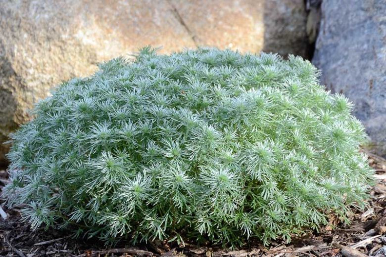 Artemisia Schmidtiana 'Silver Mound', Dwarf Schmidt Wormwood, Wormwood 'Silver Mound, Silver foliage plant, aromatic foliage plant, Silver Mound Artemisia