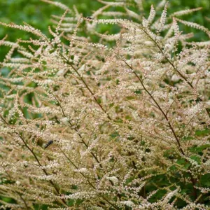 Aruncus Chantilly Lace, Goat's Beard Chantilly Lace, Goatsbeard Chantilly Lace, Aruncus Sylvestris, Spirea Aruncus, White Flowers, Shade Plant, Plants for Shade, Plants for wet soils