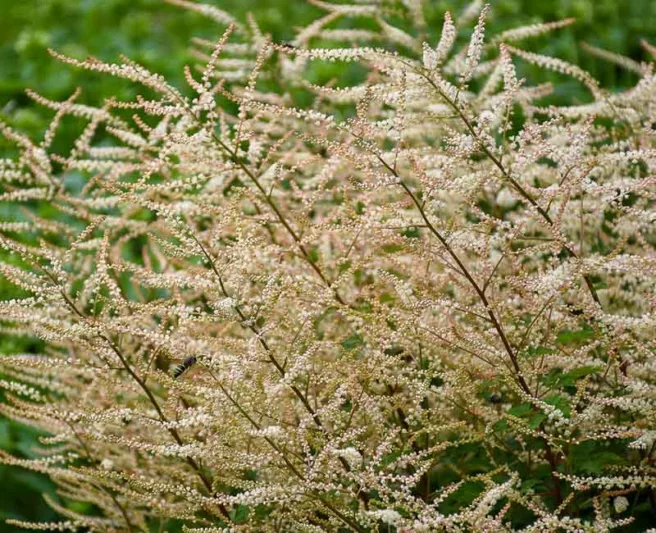 Aruncus Chantilly Lace, Goat's Beard Chantilly Lace, Goatsbeard Chantilly Lace, Aruncus Sylvestris, Spirea Aruncus, White Flowers, Shade Plant, Plants for Shade, Plants for wet soils