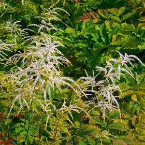 Aruncus Horatio, Goat's Beard Horatio, Goatsbeard Horatio, White Flowers, Shade Plant, Plants for Shade, Plants for wet soils