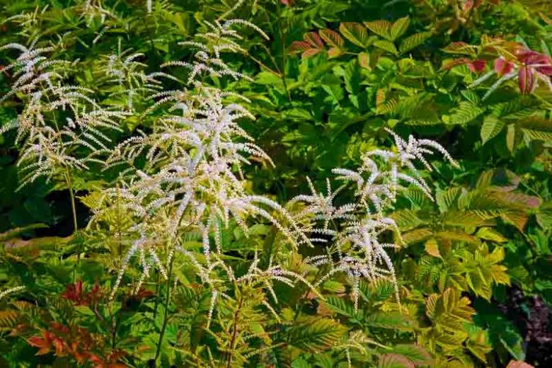 Aruncus Horatio, Goat's Beard Horatio, Goatsbeard Horatio, White Flowers, Shade Plant, Plants for Shade, Plants for wet soils