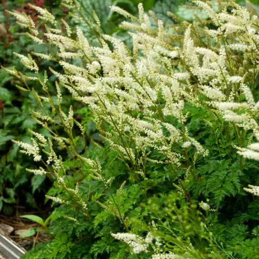 Aruncus aethusifolius, Dwarf Goat's Beard, Aruncus dioicus var. aethusifolius, Astilbe aethusifolius, White Flowers, Shade Plant, Plants for Shade, Plants for wet soils
