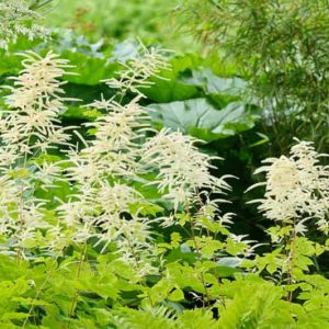 Aruncus Dioicus, Goat's Beard, Goatsbeard, Aruncus Sylvestris, Spirea Aruncus, White Flowers, Shade Plant, Plants for Shade, Plants for wet soils