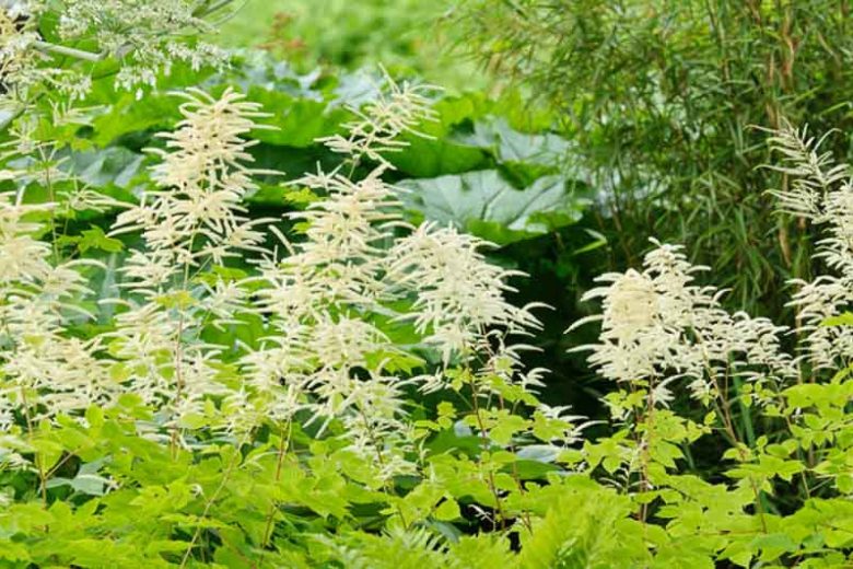 Aruncus Dioicus, Goat's Beard, Goatsbeard, Aruncus Sylvestris, Spirea Aruncus, White Flowers, Shade Plant, Plants for Shade, Plants for wet soils