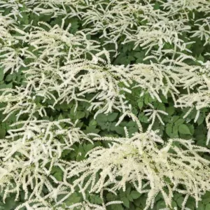 Aruncus Misty Lace, Goat's Beard, Goatsbeard, Aruncus Sylvestris, Spirea Aruncus, White Flowers, Shade Plant, Plants for Shade, Plants for wet soils