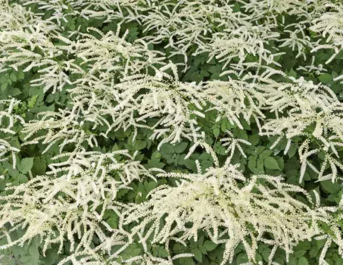 Aruncus Misty Lace, Goat's Beard, Goatsbeard, Aruncus Sylvestris, Spirea Aruncus, White Flowers, Shade Plant, Plants for Shade, Plants for wet soils