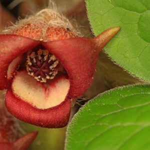 Asarum canadense, Canada Wild Ginger, Snake Root, Black Snakeweed, Canadian Snakeroot, Colic Root, False Crowfoot,  Ginger Root,  Heart-Leaf,  Pigs, Southern Snakeroot,  Southern Wild Ginger,  Vermont Snakeroot