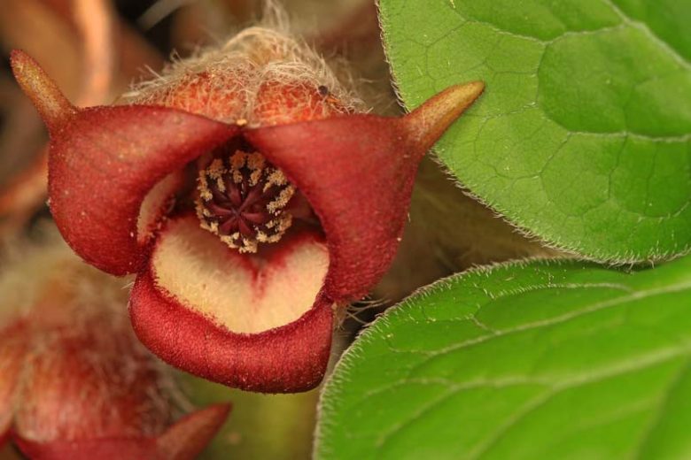 Asarum canadense, Canada Wild Ginger, Snake Root, Black Snakeweed, Canadian Snakeroot, Colic Root, False Crowfoot,  Ginger Root,  Heart-Leaf,  Pigs, Southern Snakeroot,  Southern Wild Ginger,  Vermont Snakeroot