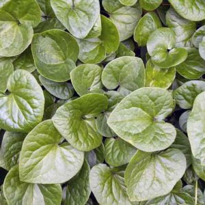 Asarum caudatum, British Columbia Wild Ginger, Western Wild Ginger, Long-Tailed Wild Ginger, groundcover, evergreen groundcover