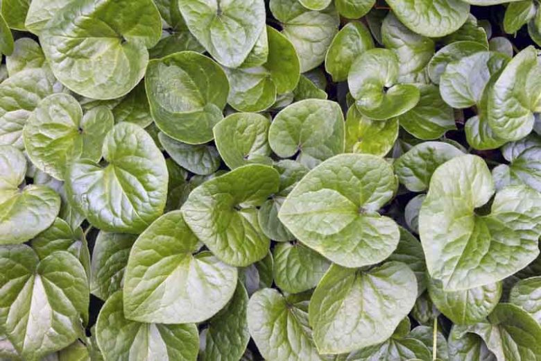 Asarum caudatum, British Columbia Wild Ginger, Western Wild Ginger, Long-Tailed Wild Ginger, groundcover, evergreen groundcover