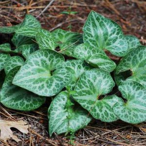 Asarum hartwegii, Sierra Wild Ginger, Hartweg's Wild Ginger, Marbled Wild Ginger, groundcover, evergreen groundcover
